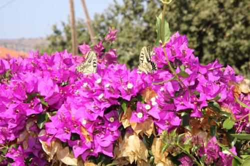 a bunch of purple flowers with butterflies on them at Aloe & Lotus Villas in Prinés