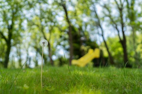 a dandelion in the grass with a playground in the background at B&B Bellini in Milo