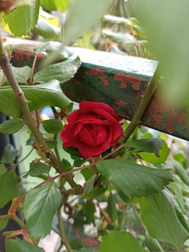a red rose is growing on a fence at Il Glicine cozy appartamnent, near Sestri Levante between Cinque terre e Portofino in Casarza Ligure