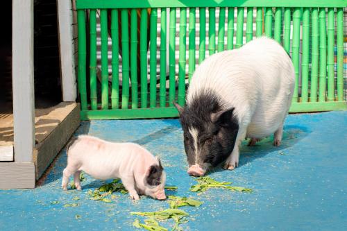 ホテルの敷地内または近くにいる動物