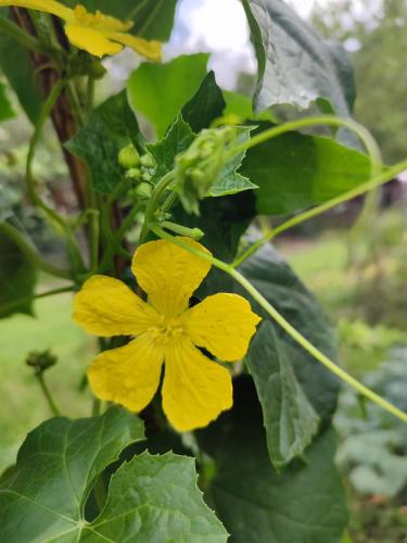 una flor amarilla en una planta con hojas verdes en Yamabushi B&B, en Gravere