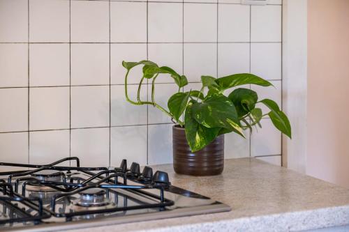 a plant sitting on a counter next to a stove at Stablerhof Apt Löwenzahn in Cornedo all'Isarco