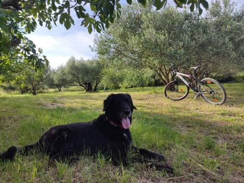 a black dog laying in the grass next to a bike at Holiday House Mablo with pool & jacuzzi in Šibenik