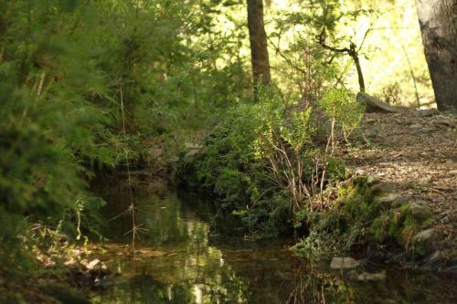 a stream of water in a forest with trees at CABAÑA LIRCAY - 2 habitaciones 48M2 para 4 personas in San Clemente