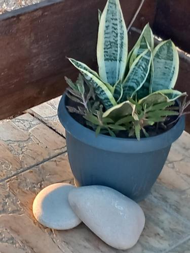 a plant in a pot next to two rocks at Sunset Villa in Nea Paphos