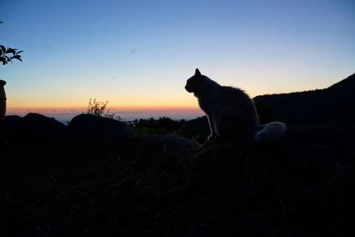 a cat sitting on top of a hill at sunset at Mas Companyo - Vallespir - Céret - Grand Mas in Céret