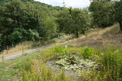 a lily pond in a field with trees at Mas Companyo - Vallespir - Céret - Grand Mas in Céret