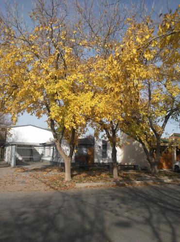 un grupo de árboles con hojas amarillas delante de una casa en La Esquina en San Rafael