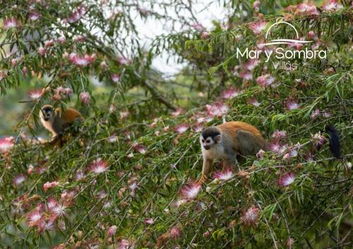 two monkeys in a tree with pink flowers at Mar y Sombra Villas in Quepos