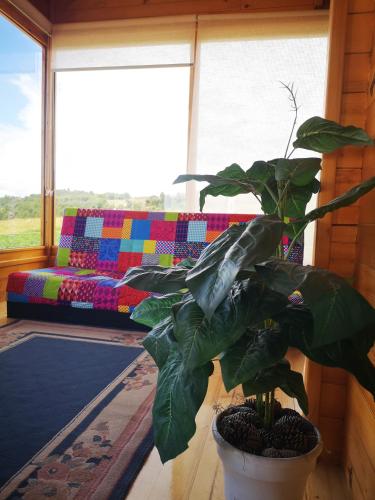 a plant in a pot in a room with a couch at Cabaña con vista a la laguna de Tota in Tota