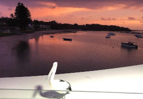 a white bird sitting on the wing of a boat in the water at Tranquil Escape - Koala Hotspot - 2 Bed 2 Bath Apt Spectacular Sea Views in Soldiers Point