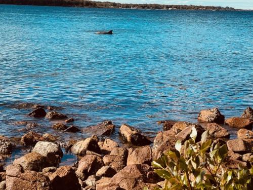 a dolphin swimming in the water next to some rocks at Tranquil Escape - Koala Hotspot - 2 Bed 2 Bath Apt Spectacular Sea Views in Soldiers Point