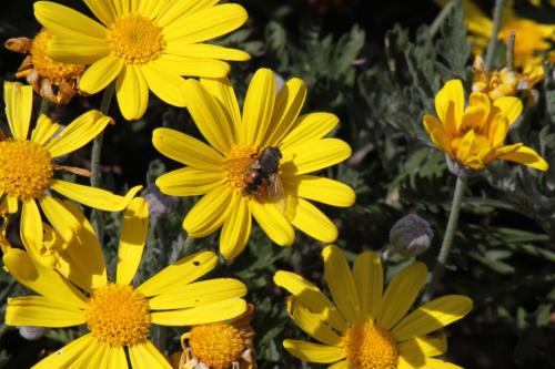 a bee sitting on top of yellow flowers at Antico Feudo San Giorgio in Polizzi Generosa