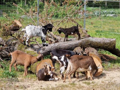 アパートメントの敷地内または近くにいる動物