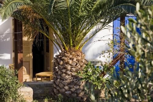 a palm tree in front of a house at Studio Filoxenia in Leipsoi
