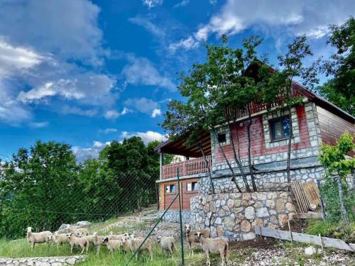 a herd of sheep standing in front of a building at Mountain Village House in Cetinje