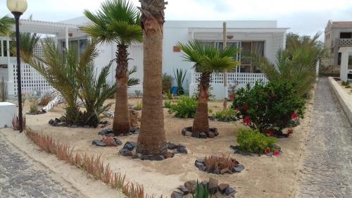 um grupo de palmeiras em frente a uma casa em Útulný apartmán na Praia de Chaves, Boa Vista em Sal Rei