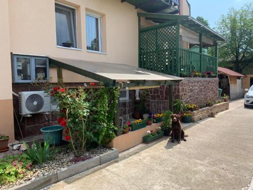 a dog sitting in front of a house at Agapé Mini Stúdió in Balatonalmádi