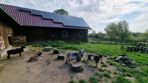a group of goats standing in front of a barn at Gutshof Kämmerich - Fewo "Siebenschläferhöhle" in Altkalen