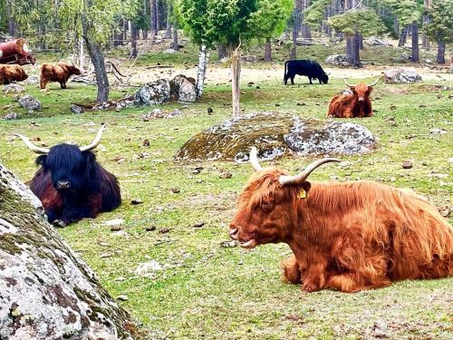 a group of animals laying in a field at 3 person holiday home in Berga-By Traum in Berga