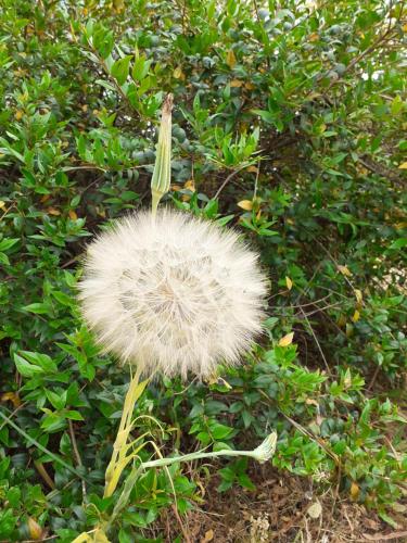 a white dandelion flower on a plant at casa rosa nel residence mirice con piscina ,wifi,climatizzatore - vicino al mare in Aglientu