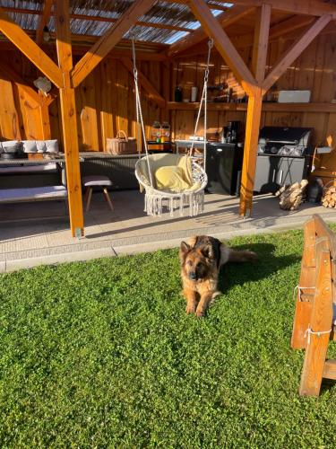 Apartmány Turkovna : كلب يجلس على العشب بجوار شرفة