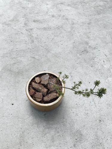 a bowl of rocks sitting on the ground at powiew - adults only b&b pensjonat noclegi Świnoujście - Unterkunft Swinemünde - guesthouse tennis garden breakfast at baltic sea in Świnoujście