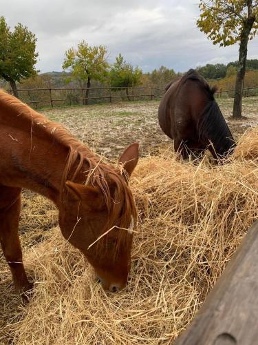 two horses are eating hay in a field at Agriturismo Colle delle Stelle in Mergo
