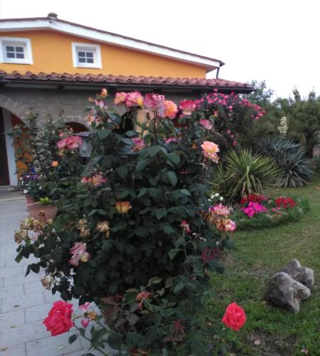 a bush of roses in front of a house at La casetta di samba in Anguillara Sabazia