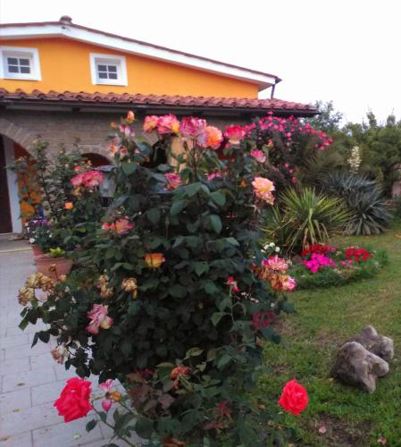 a bush of flowers in front of a house at La casetta di samba in Anguillara Sabazia