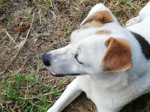 a brown and white dog laying in the grass at La casetta di samba in Anguillara Sabazia