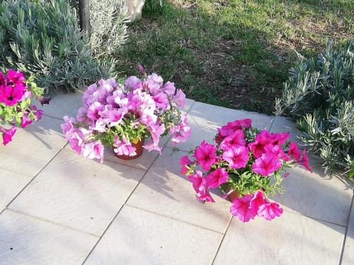 a group of pink flowers sitting on a sidewalk at La casetta di samba in Anguillara Sabazia