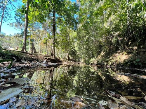a river in a forest with trees reflecting in the water at Lujo y Naturaleza Junto al Río a 10 min de Playas Montezuma y Santa Teresa in Cóbano