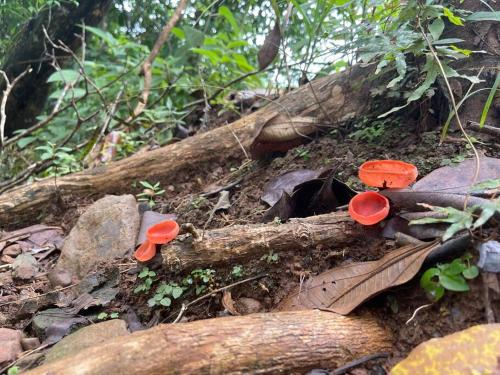 a group of red mushrooms on top of a log at Lujo y Naturaleza Junto al Río a 10 min de Playas Montezuma y Santa Teresa in Cóbano