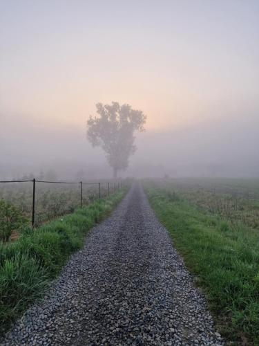 a foggy road with a tree in the middle at Gospodarstwo Agroturystyczne Borówkowy Bukiet Smaków in Iwkowa