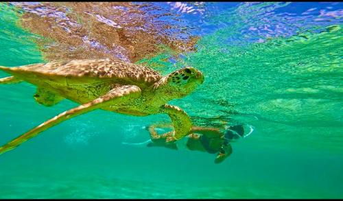 a green turtle swimming in the water at Happy Island Miyako in Miyako Island