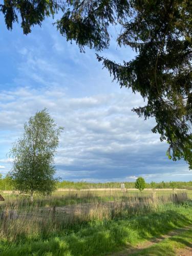 a tree in the middle of a field at Ferienhaus am Seegrund in Ahlbeck