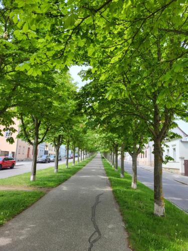 een met bomen omzoomde straat met een stoep bij Alleeblick in Ballenstedt