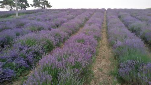 a field of lavender with two roads in it at B&B Cascina Grattinera in Sale San Giovanni