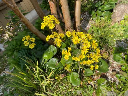 a bunch of yellow flowers in a garden at 旭日山荘 in Ōdera