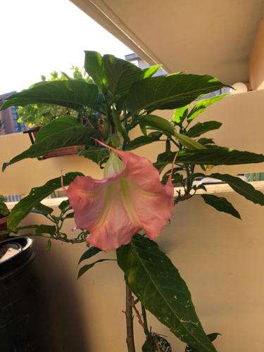 a plant with pink flowers and green leaves at "CASA ROSI" Tel trequattrozero trentatre tredici seiquattrouno in Umbertide