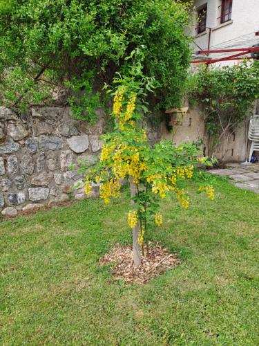 a small tree with yellow flowers in the grass at Namasté in Intres