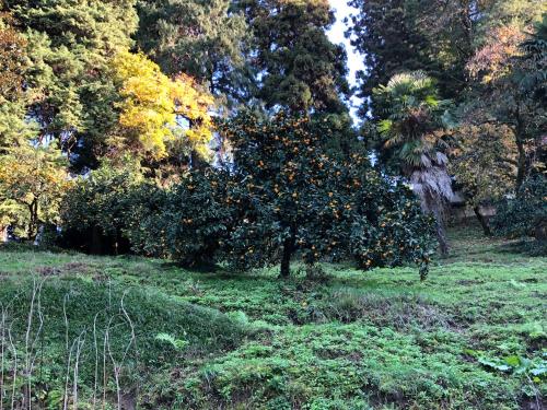 Giardino di Happy Days in Dreamland Oasis