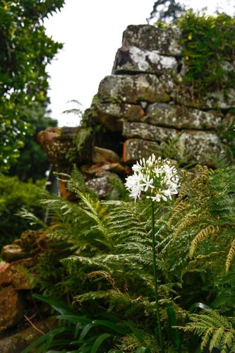 a white flower in front of a stone wall at The Knoll Historic Guest Farm in Hilton