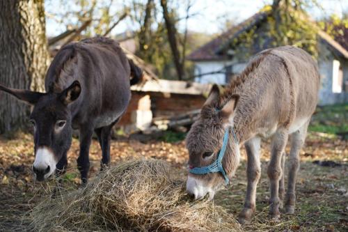two donkeys are eating hay in a yard at Medjedovica Brdo Godovik in Godovik