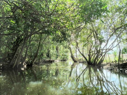 a river through a forest with trees in the water at Tortugal Boutique River Lodge in Rio Dulce