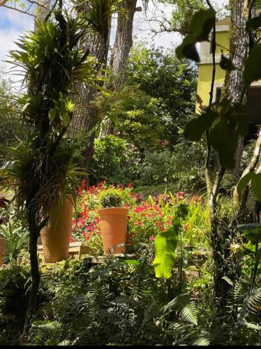 a garden with pots of plants and flowers at Cedros Pousada in Guaramiranga