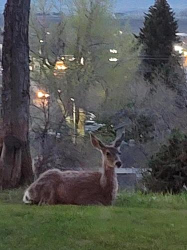 a deer sitting in the grass next to a tree at Mountain View Lodging Cody in Cody