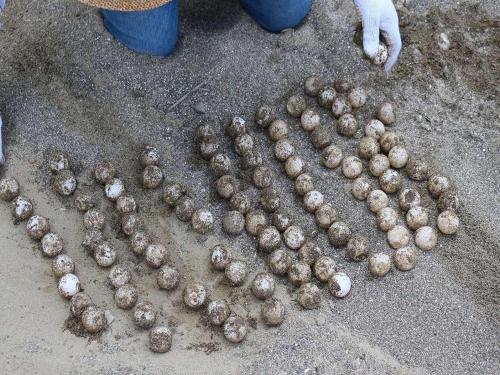 a group of mushrooms sitting on the ground at Nichinankaigan Nango Prince Hotel in Nichinan