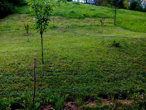 a fence with a tree in the middle of a field at Camping Ciungani in Ciungani